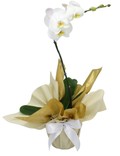 Orquídea Elegance