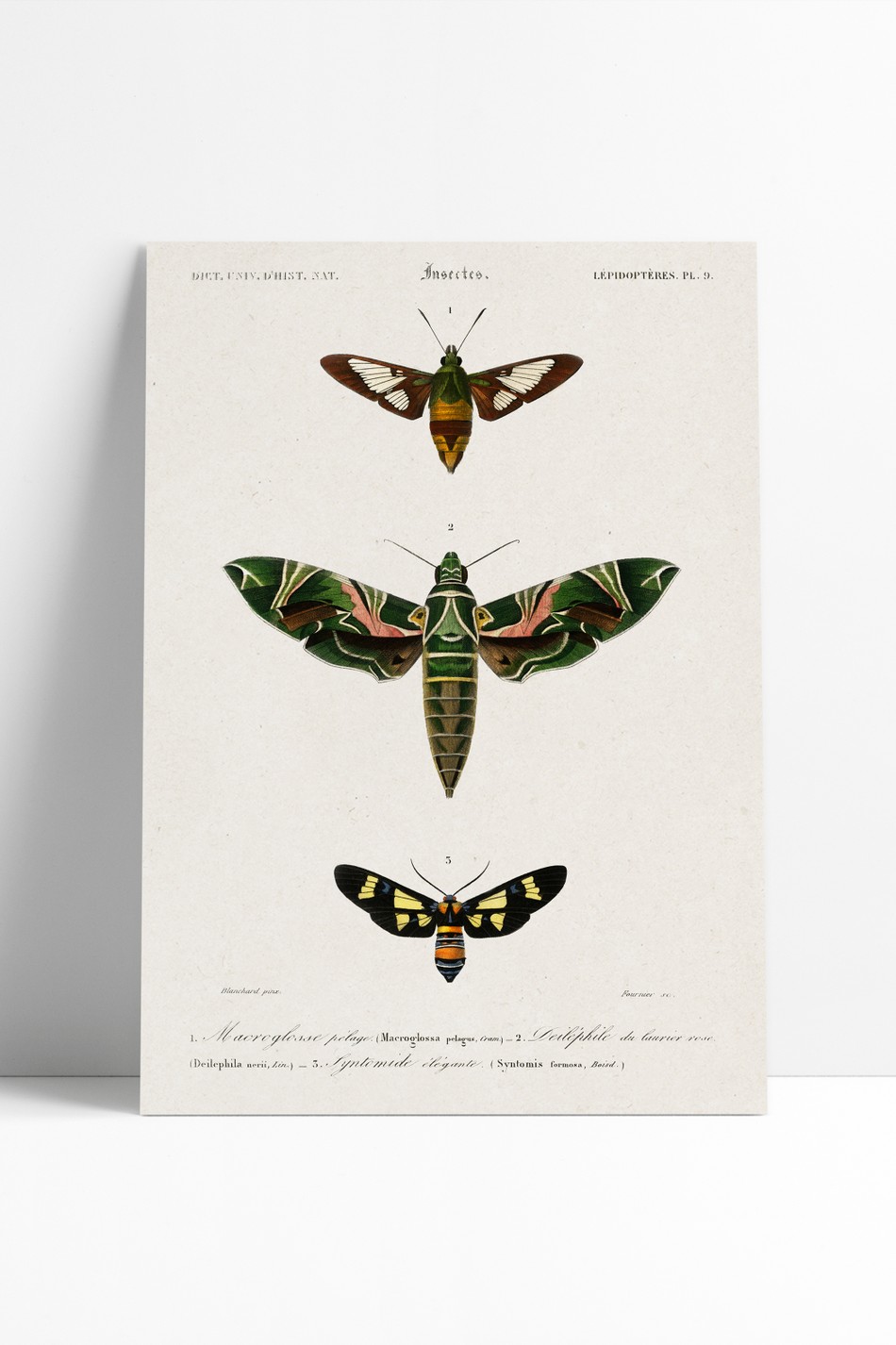 Poster Vintage Moth