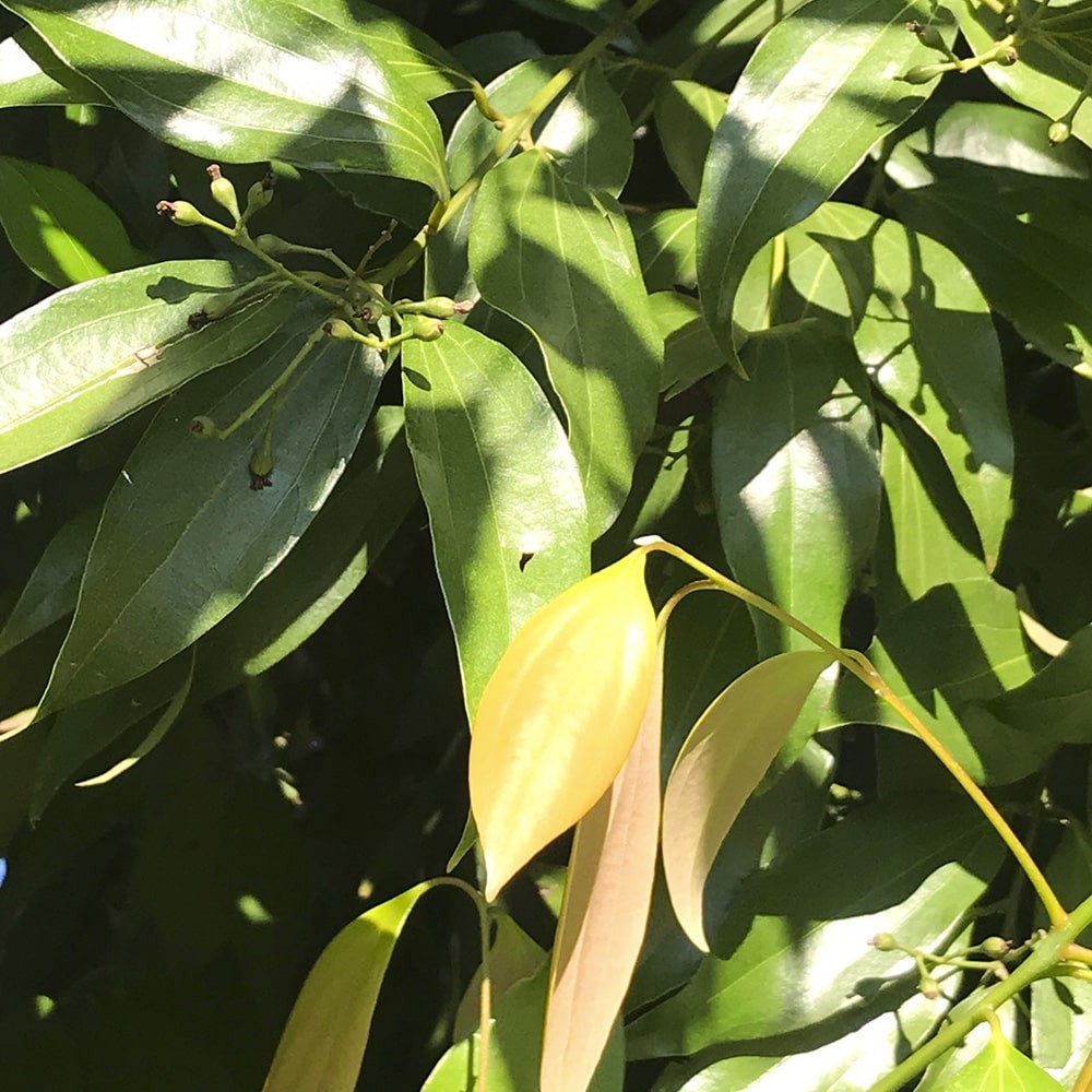 Chá de Canela Java Quebrada - Cinnamomum Burmannii - 100g
