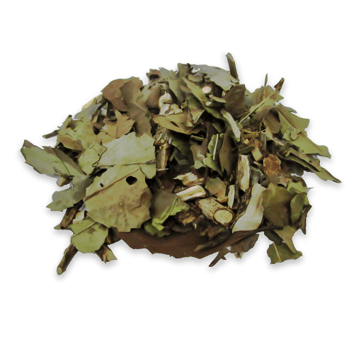 Chá de Ban-Chá - Camellia Sinensis (Banchá) - 100g